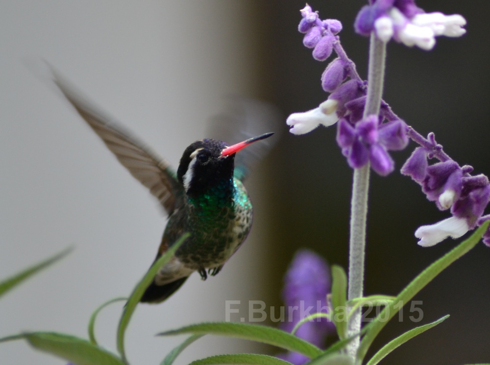 Zafiro Orejas Blancas (Hylocharis leucotis) White-eared Humingbird