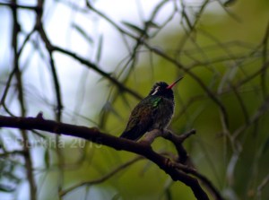 colibri Hylocharis leucotis - casa F-Burkha augosto-2015 03