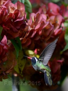 colibri Hylocharis leucotis - casa F-Burkha augosto-2015 04