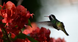 colibri Hylocharis leucotis - casa F-Burkha augosto-2015 05