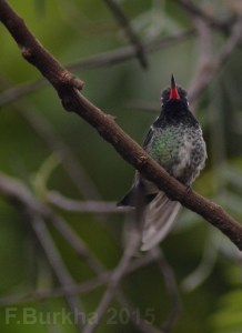 colibri Hylocharis leucotis - casa F-Burkha augosto-2015 07