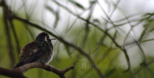 colibri Hylocharis leucotis - casa F-Burkha augosto-2015 09