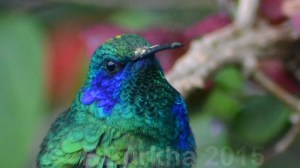 colibri thalassinus - casa F-Burkha augosto-2015 01