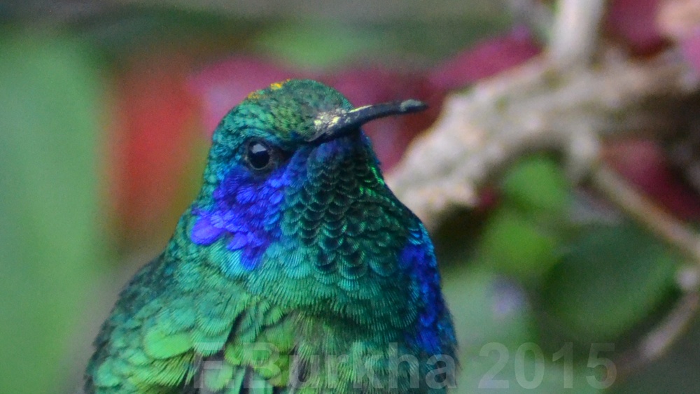 Colibrí Orejas Violetas (Colibri thalassinus) Green Violet-ear Humingbird