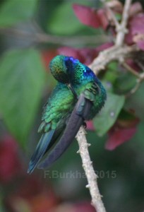 colibri thalassinus - casa F-Burkha augosto-2015 02