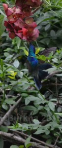 colibri thalassinus - casa F-Burkha augosto-2015 05