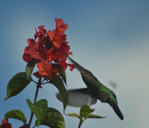colibri thalassinus - casa F-Burkha augosto-2015 07
