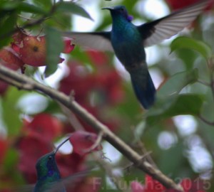 colibri thalassinus pelea de machos - casa F-Burkha augosto-2015 03