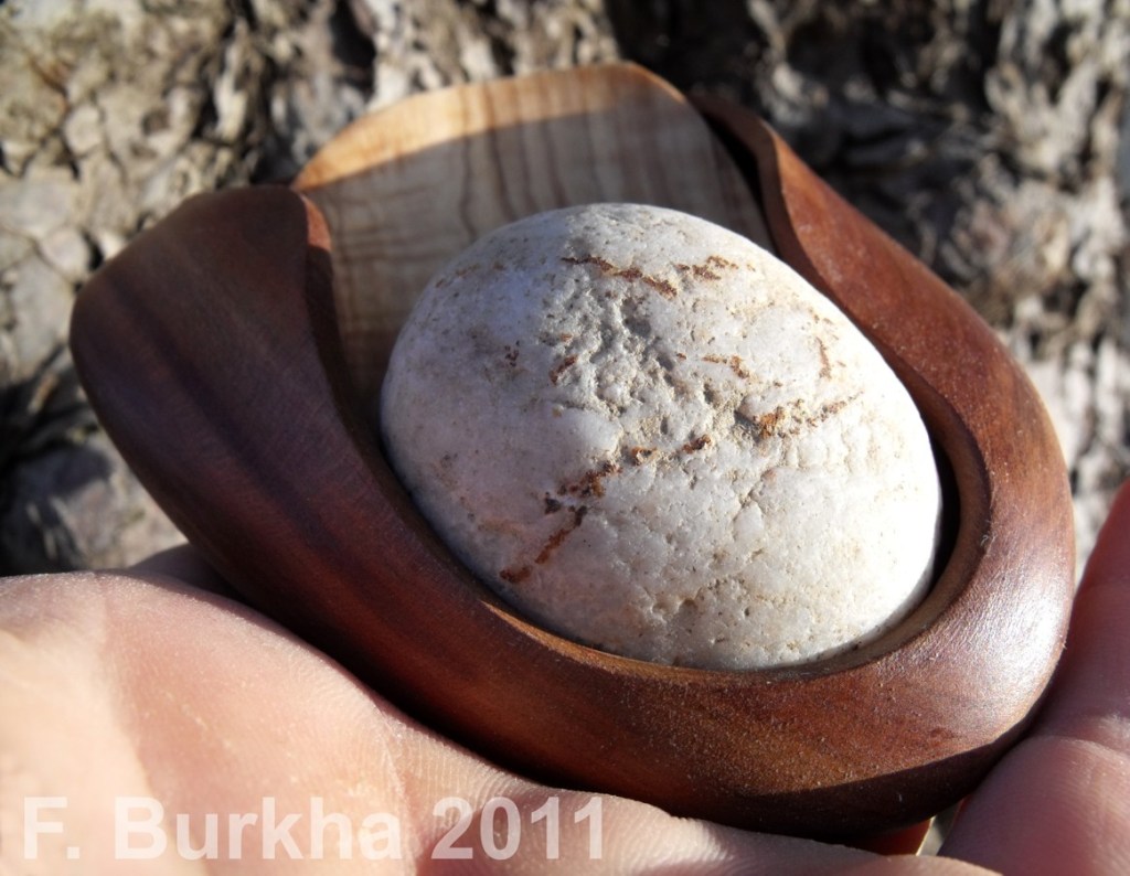 f_burkha_graine_fruit_germe_2011