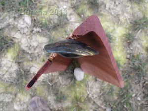 COURBE, AMBRE, PRUNIER, PIERRE, 2013