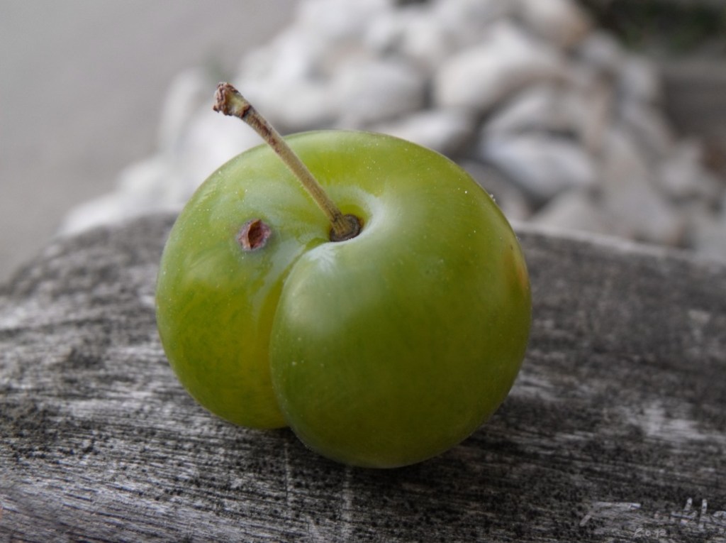 fruit_f_burkha_agosto2012