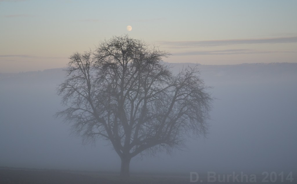 D Burkha arbre nid lune 2014