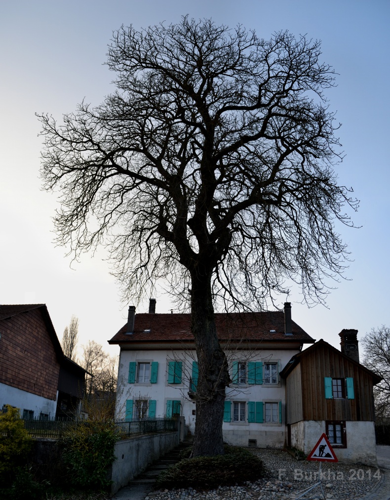 F Burkha danger arbre 2014