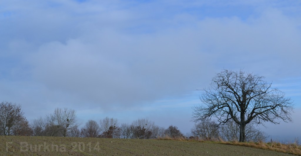 F Burkha terre arbre 2014