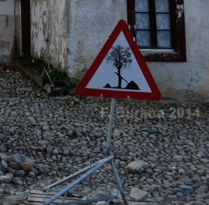 F Burkha terre arbre au travail 2014 DETAIL