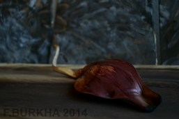 F BURKHA 2014 enredadera 02