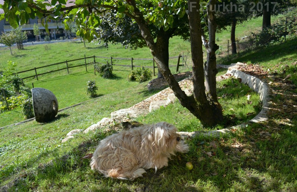 05 jardin en terrasse ORZENS FBurkha 2017