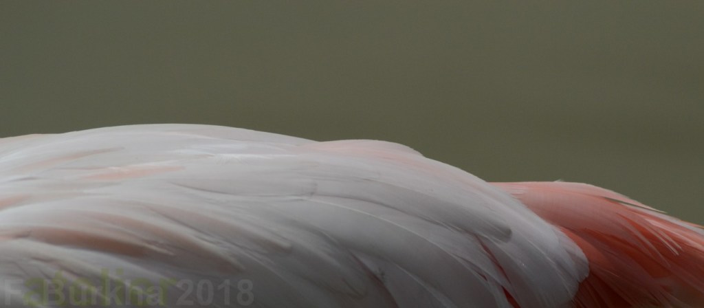 VARIATIONS EN ROSE-VERT 02 F-Burkha avril 2018