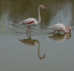 VARIATIONS EN ROSE-VERT 06 F-Burkha avril&nbsp;2018