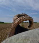 CHIMERE F-Burkha c&nbsp;2018