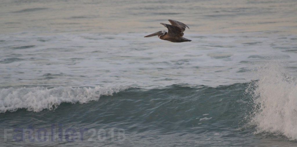 01 la Vague F-Burkhard 2018