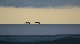 la Vague CHIAPAS PACIFICO MEXICO F-Burkhard 2018