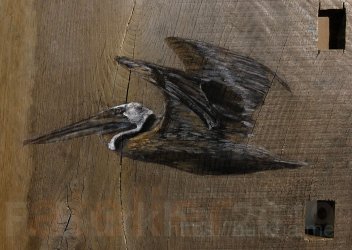 03 ICONOGRAPHIE DES PELICANS F-Burkha 2019